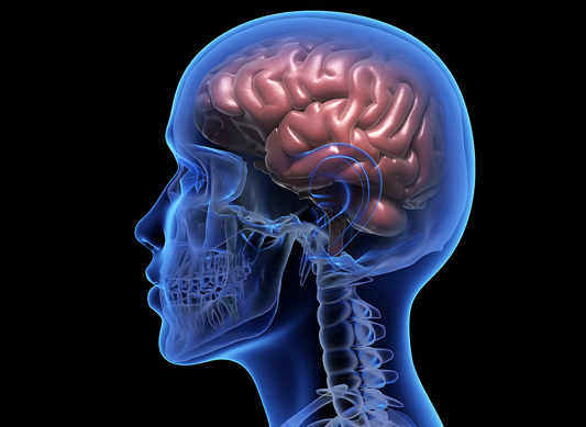 The Endocannabinoid System: Basic